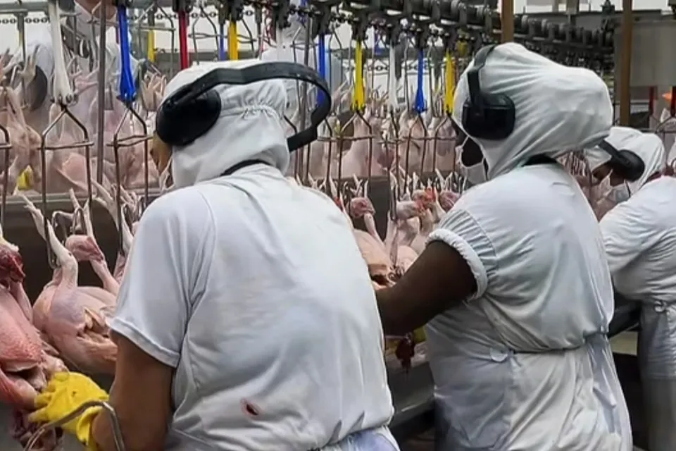 Colaboradoras de uniforme branco, touca e protetor auricular trabalhando na linha de produção